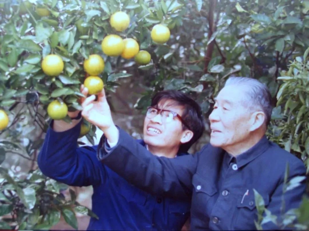 一年四季都有新鮮國(guó)產(chǎn)柑橘，背后離不開他