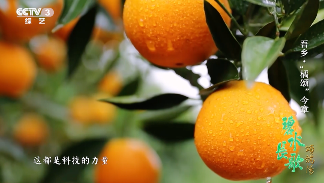 一年四季都有新鮮國(guó)產(chǎn)柑橘，背后離不開他