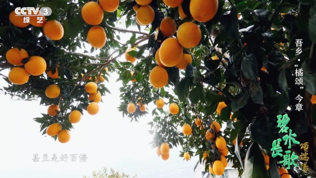 一年四季都有新鮮國(guó)產(chǎn)柑橘，背后離不開他
