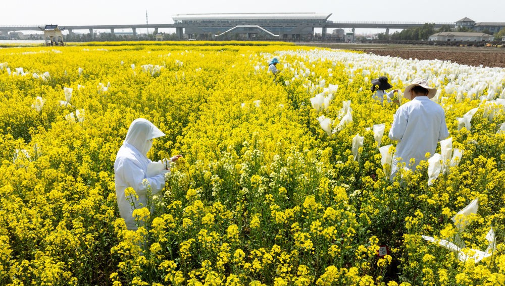 “油菜設(shè)計(jì)師”，讓一粒粒種子開成油菜花海