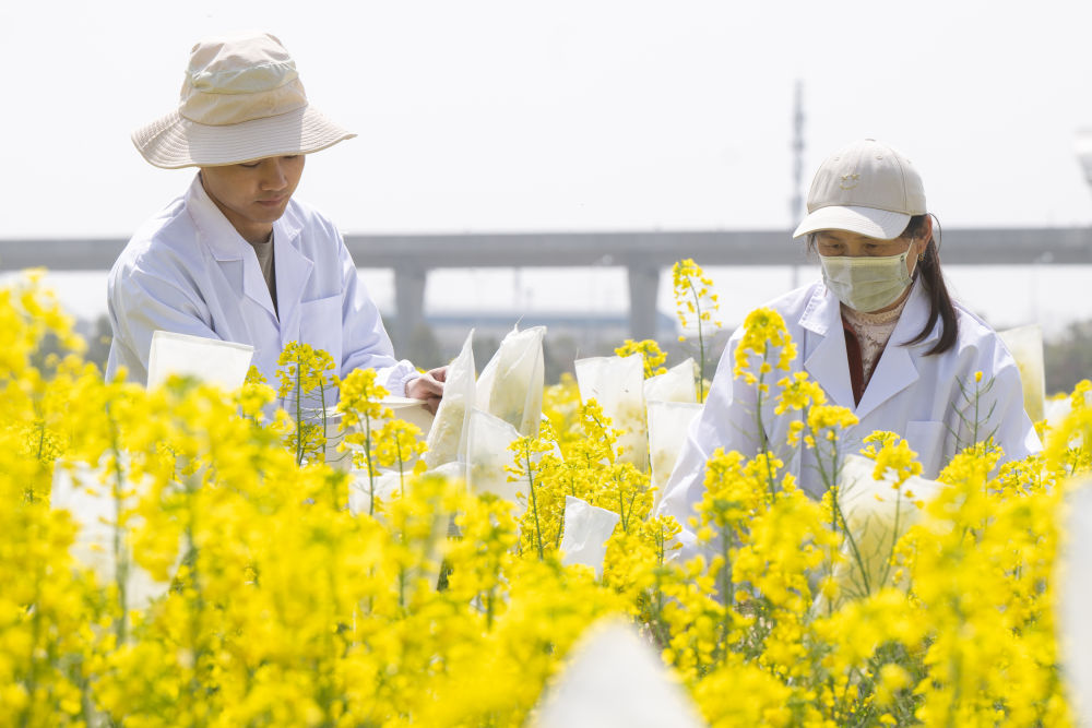 “油菜設(shè)計(jì)師”，讓一粒粒種子開成油菜花海
