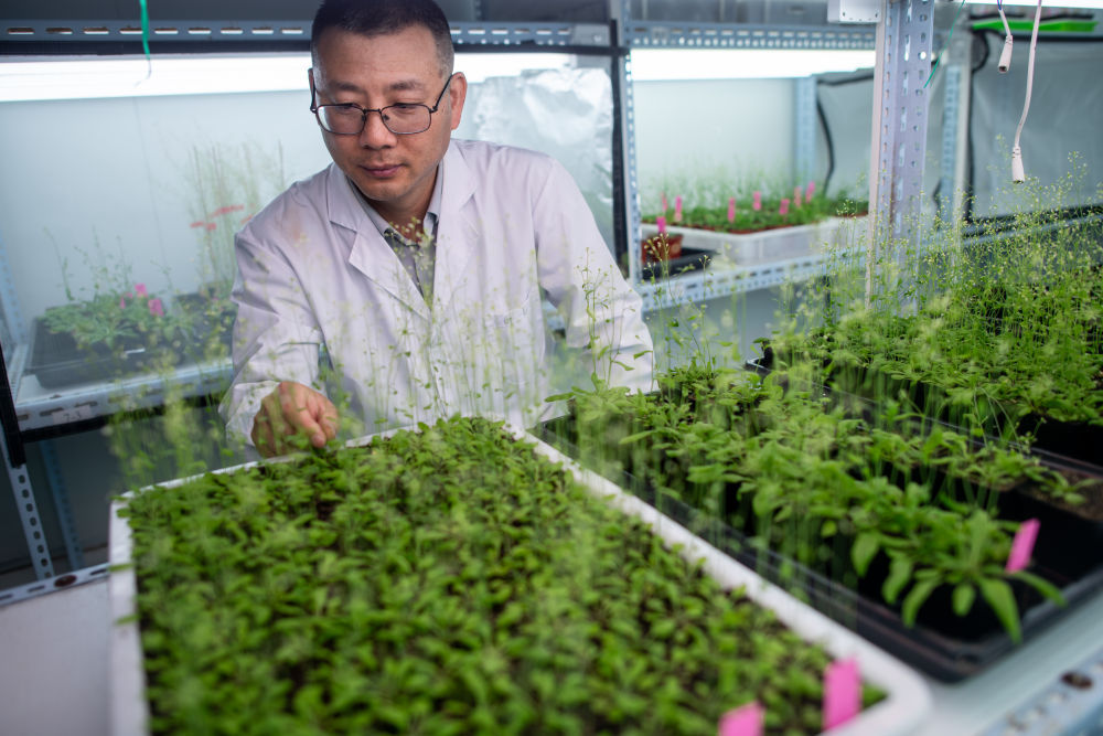 “油菜設(shè)計(jì)師”，讓一粒粒種子開成油菜花海