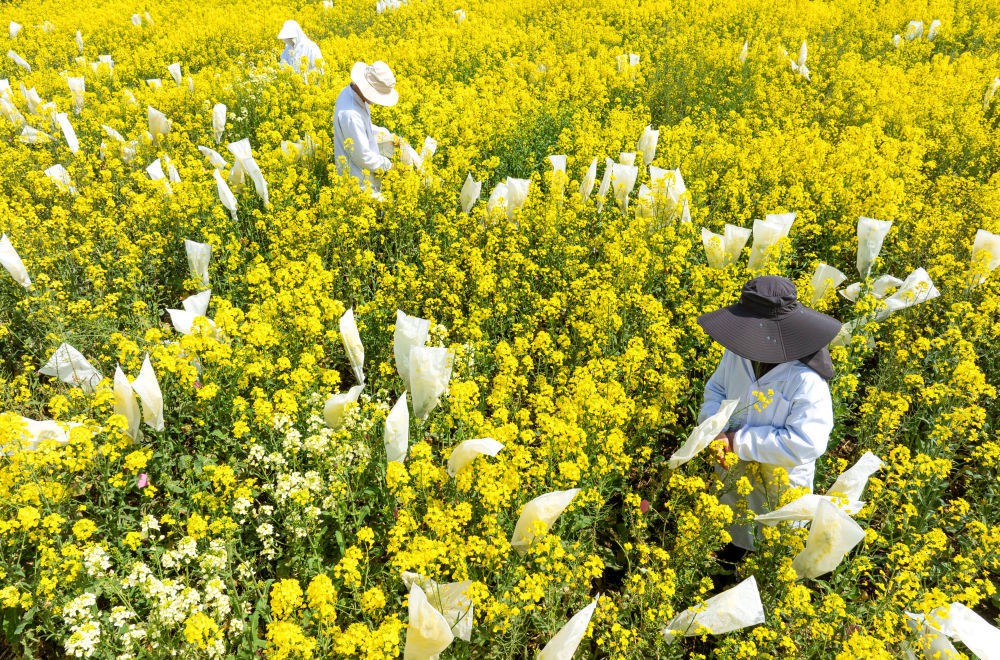 “油菜設(shè)計(jì)師”，讓一粒粒種子開成油菜花海