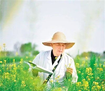 發(fā)展耐鹽堿油菜 助力保障糧食安全（科技名家筆談）