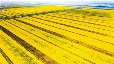 發(fā)展耐鹽堿油菜 助力保障糧食安全（科技名家筆談）