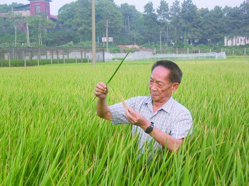 袁隆平：稻田逐夢，用一粒種子改變世界